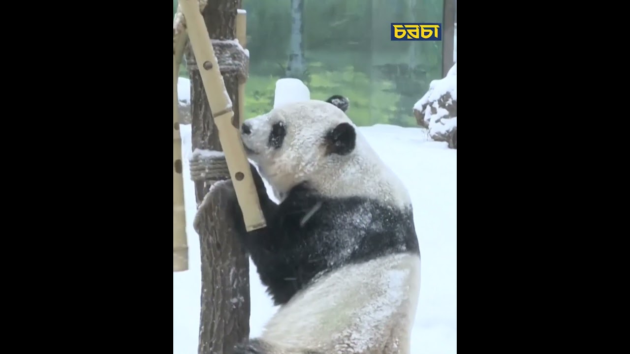 তুষারে খেলায় মেতেছে দুই পান্ডা