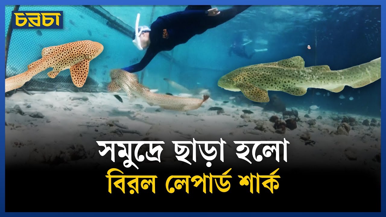 চিতাবাঘের মতো যে হাঙর