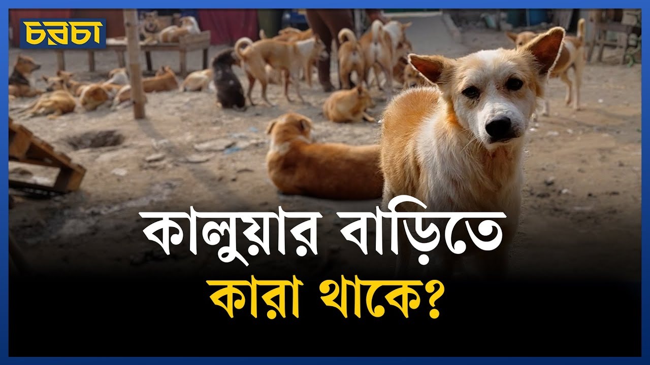 যে বাড়িতে ৭০টি বিড়াল ও ১৩৫টি কুকুরের বসবাস