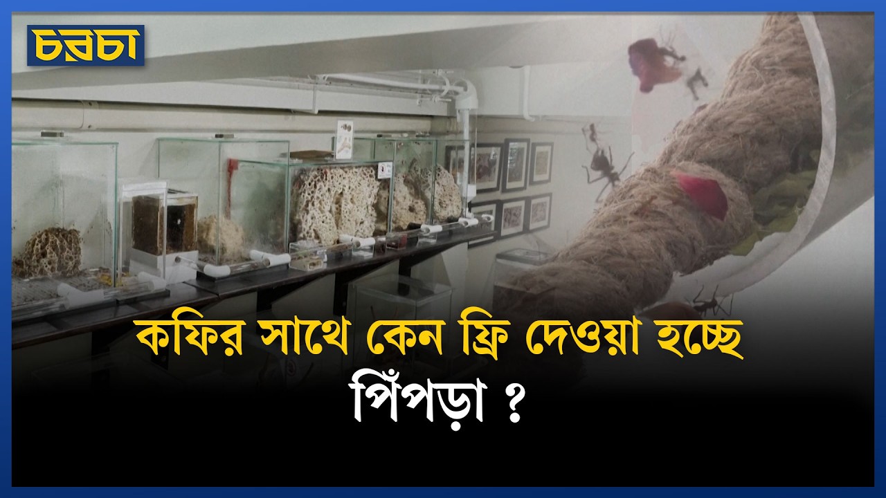 থাইল্যান্ডের প্রথম ‘পিঁপড়া ক্যাফে’!