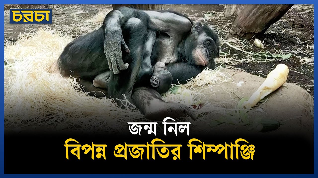 ফ্রাঙ্কফুর্ট চিড়িয়াখানায় বিরল প্রজাতির শিম্পাঞ্জি
