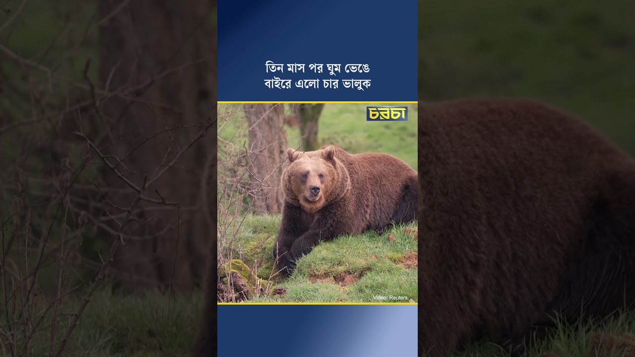 তিন মাস পর ঘুম ভেঙে বাইরে এলো চার ভালুক