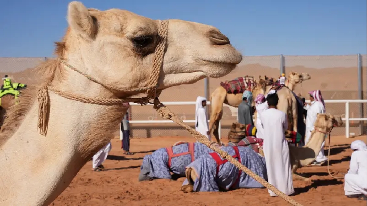 উটকে কেন পাসপোর্ট দিচ্ছে সৌদি আরব?