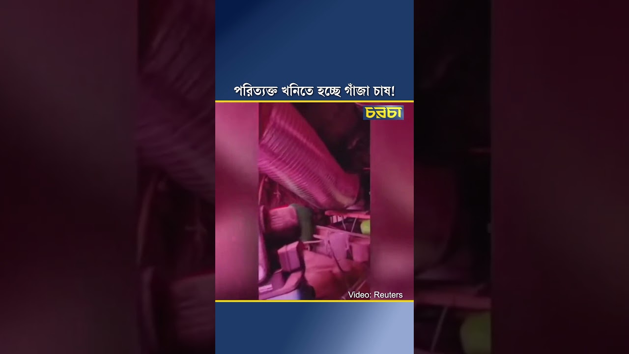 পরিত্যক্ত খনিতে হচ্ছে গাঁজা চাষ!