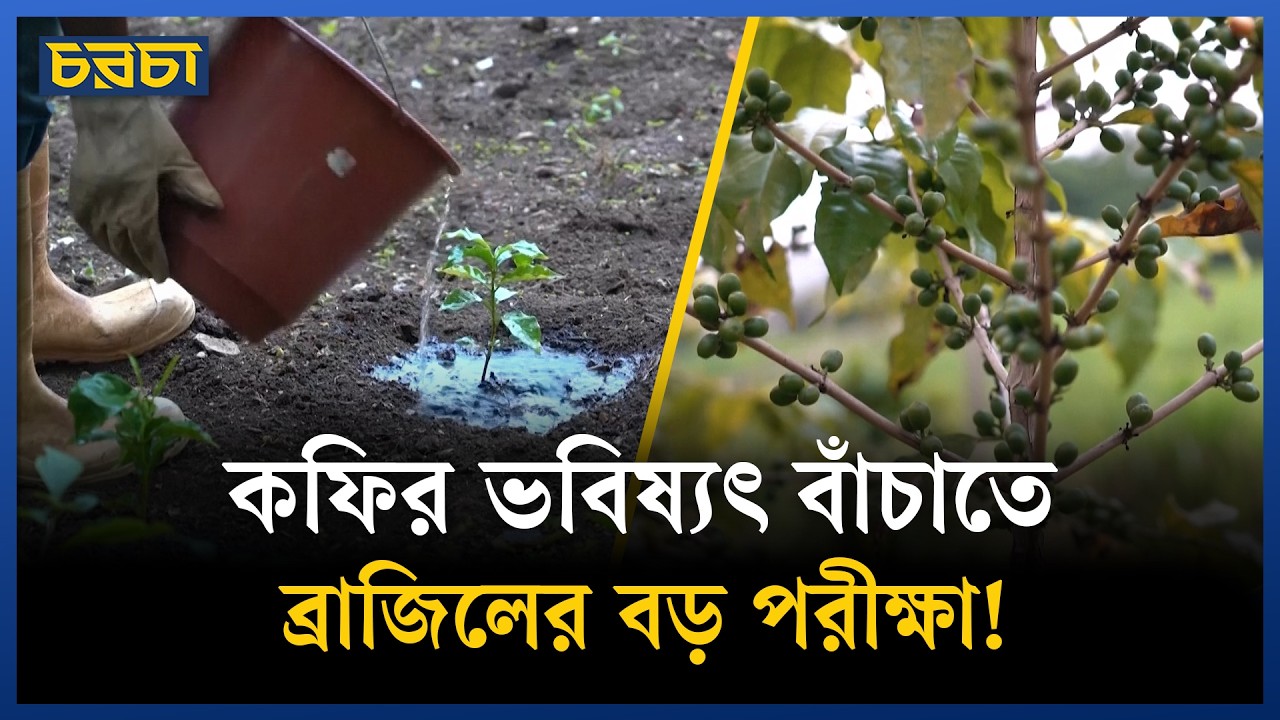 বিশ্বের সবচেয়ে বড় শহুরে কফি বাগানের নতুন ১৫০০ চারা কেন আলাদা?
