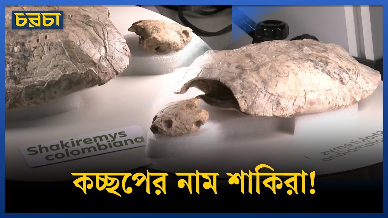 কলম্বিয়ায় মিলল ১ কোটি ৩০ লাখ বছর আগের কচ্ছপ