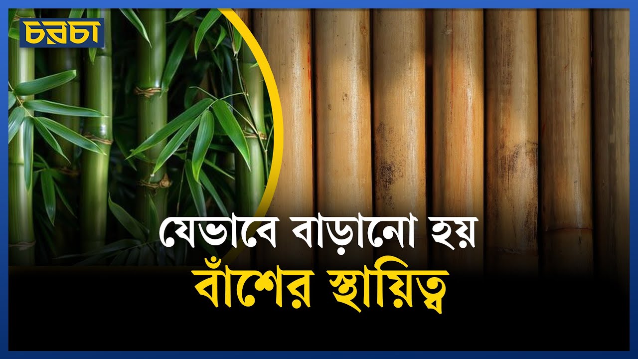 বাঁশের স্থায়িত্ব কি ১০০ বছর করা সম্ভব?