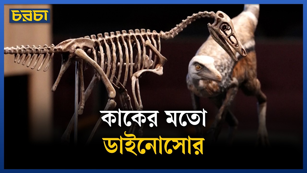 বিশ্বের অন্যতম ক্ষুদ্রাকৃতি ডাইনোসোরের সন্ধান