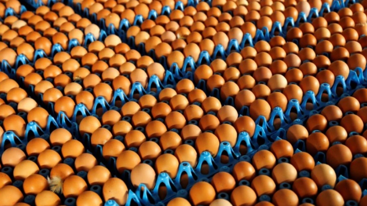 বাংলাদেশসহ ৪০ দেশ থেকে পোলট্রিপণ্য আমদানিতে সৌদির নিষেধাজ্ঞা