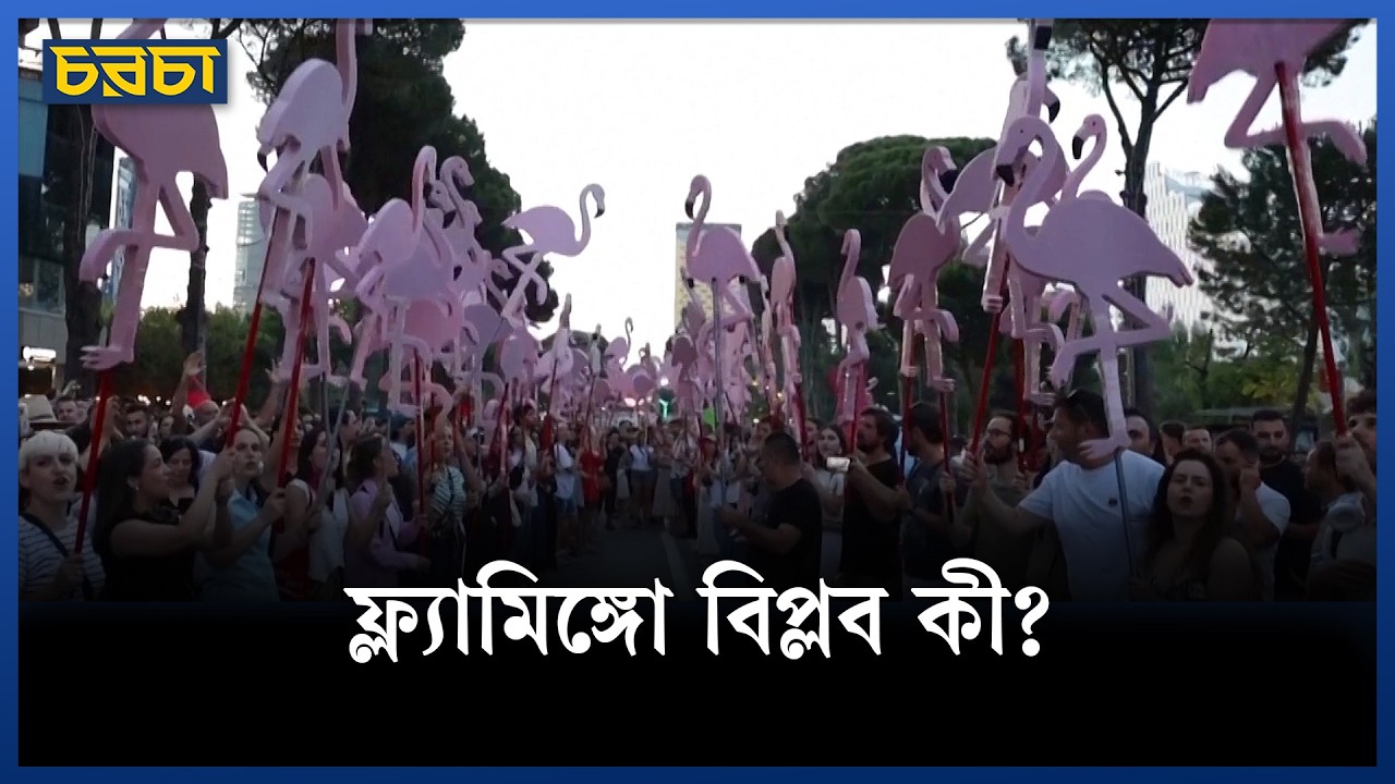 প্রতিবাদের প্রতীক কেন রাজহাঁস?