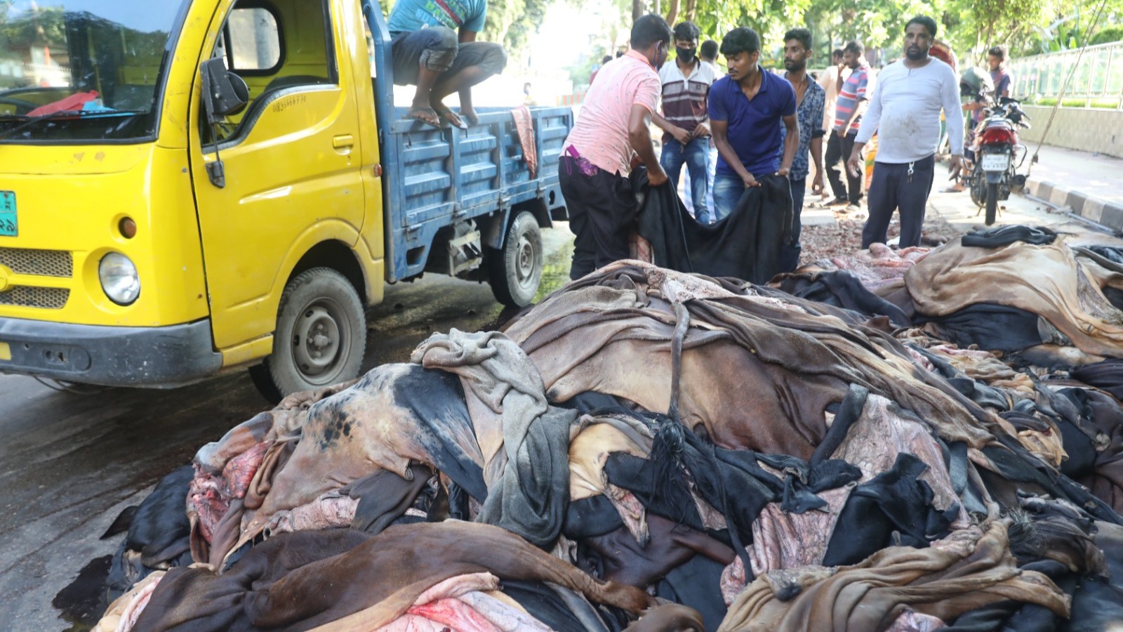 দেশের মোট কাঁচা চামড়ার প্রায় ৫০-৬০ শতাংশ সংগ্রহ করা হয় কুরবানির ঈদে। ছবি: চরচা