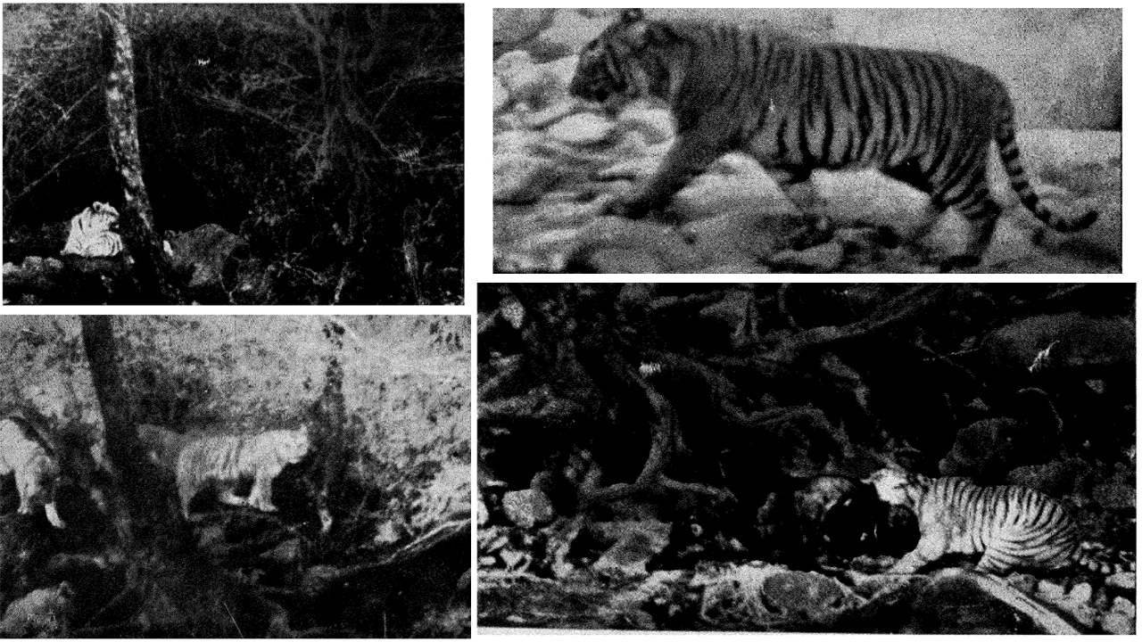 করবেটের বিভিন্ন লেখায় তার ওয়াইল্ডলাইফ ফটোগ্রাফি চর্চার উল্লেখ আছে। ছবি: সংগৃহীত