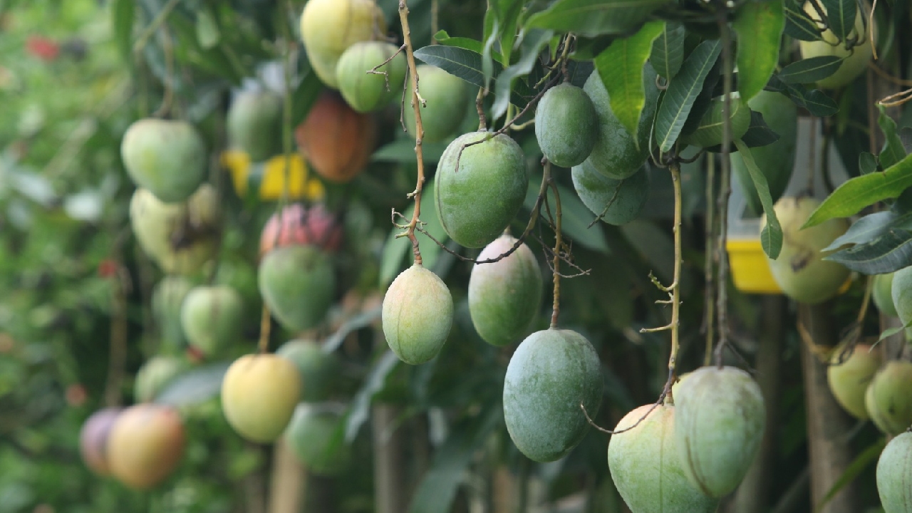 আম খেলে শরীরে কী কী উপকার পাওয়া যায়?