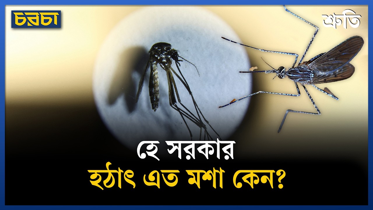 ঢাকার উত্তর বা দক্ষিণ–যেখানেই যাবেন, সেখানেই মশা!