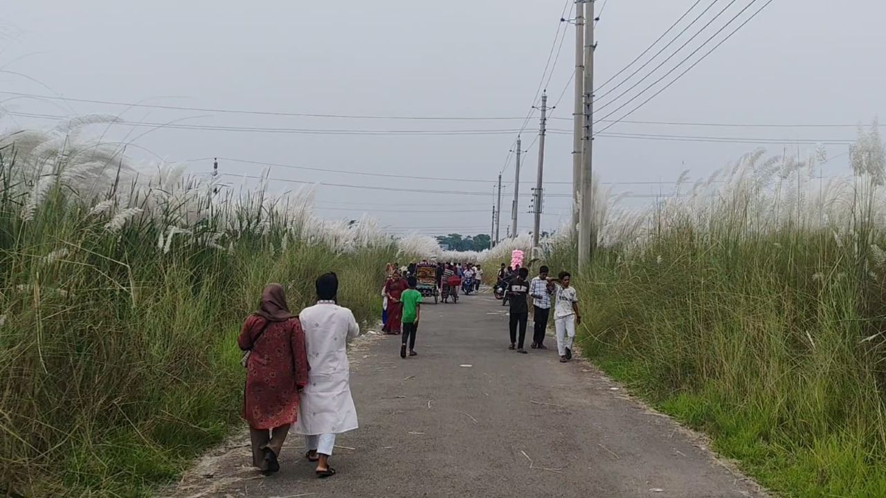 বরিশাল বিসিকে ৩৫ একরজুড়ে কাশফুলের রাজ্য, মুগ্ধ দর্শনার্থীরা