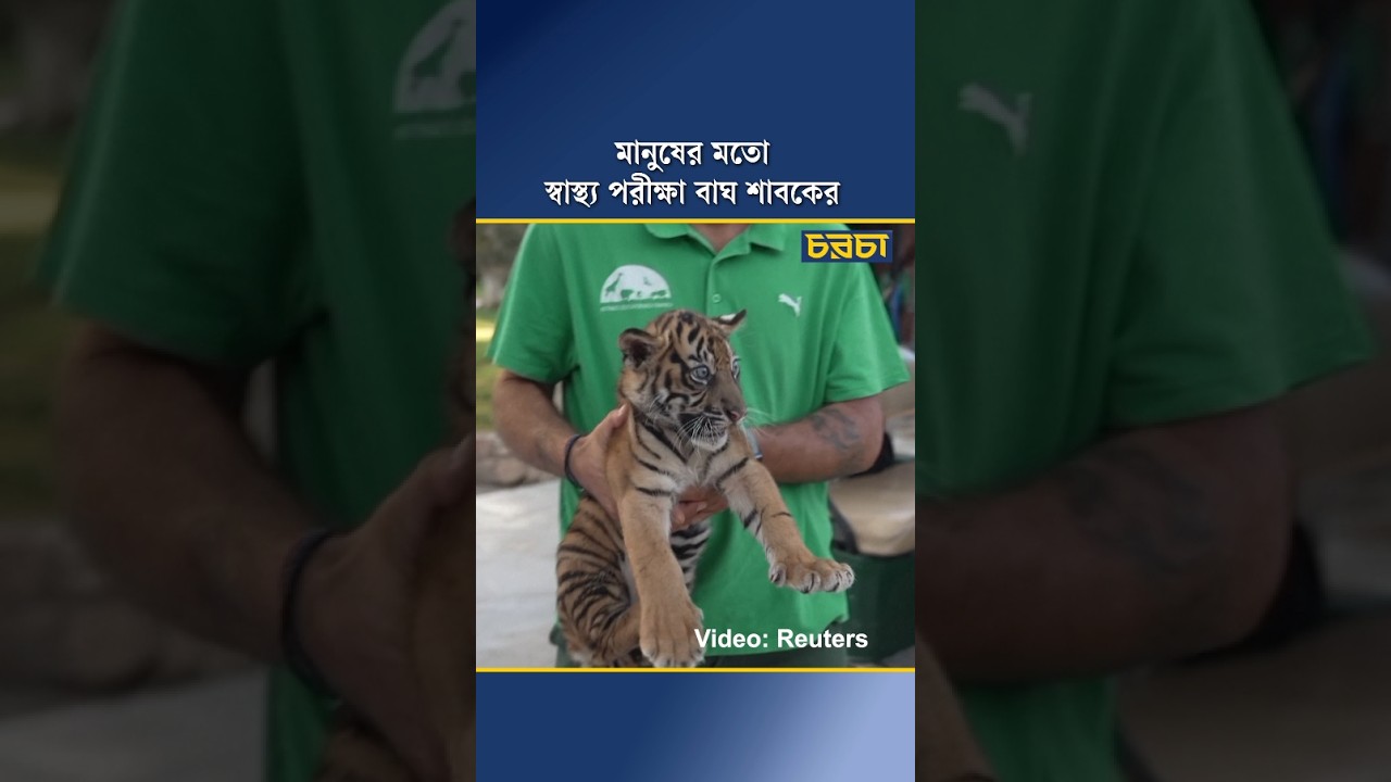 মানুষের মতো স্বাস্থ্য পরীক্ষা বাঘ শাবকের