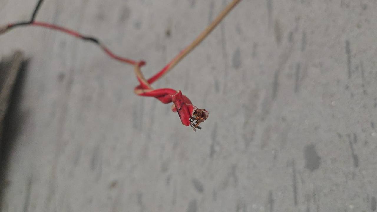 বিদ্যুৎ বিচ্ছন্ন করে দেওয়া হয়েছিল বাড়িটির। ছবি: চরচা