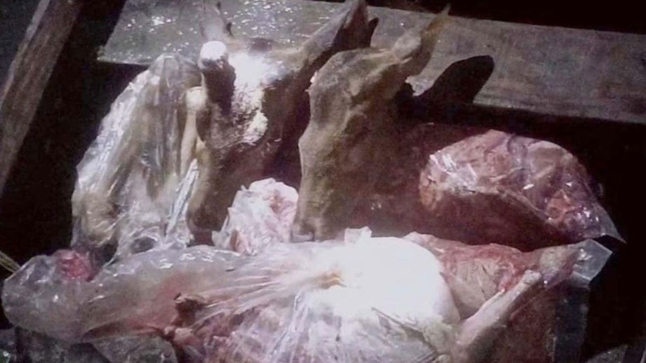 সুন্দরবন থেকে ৭০ কেজি হরিণের মাংস উদ্ধার