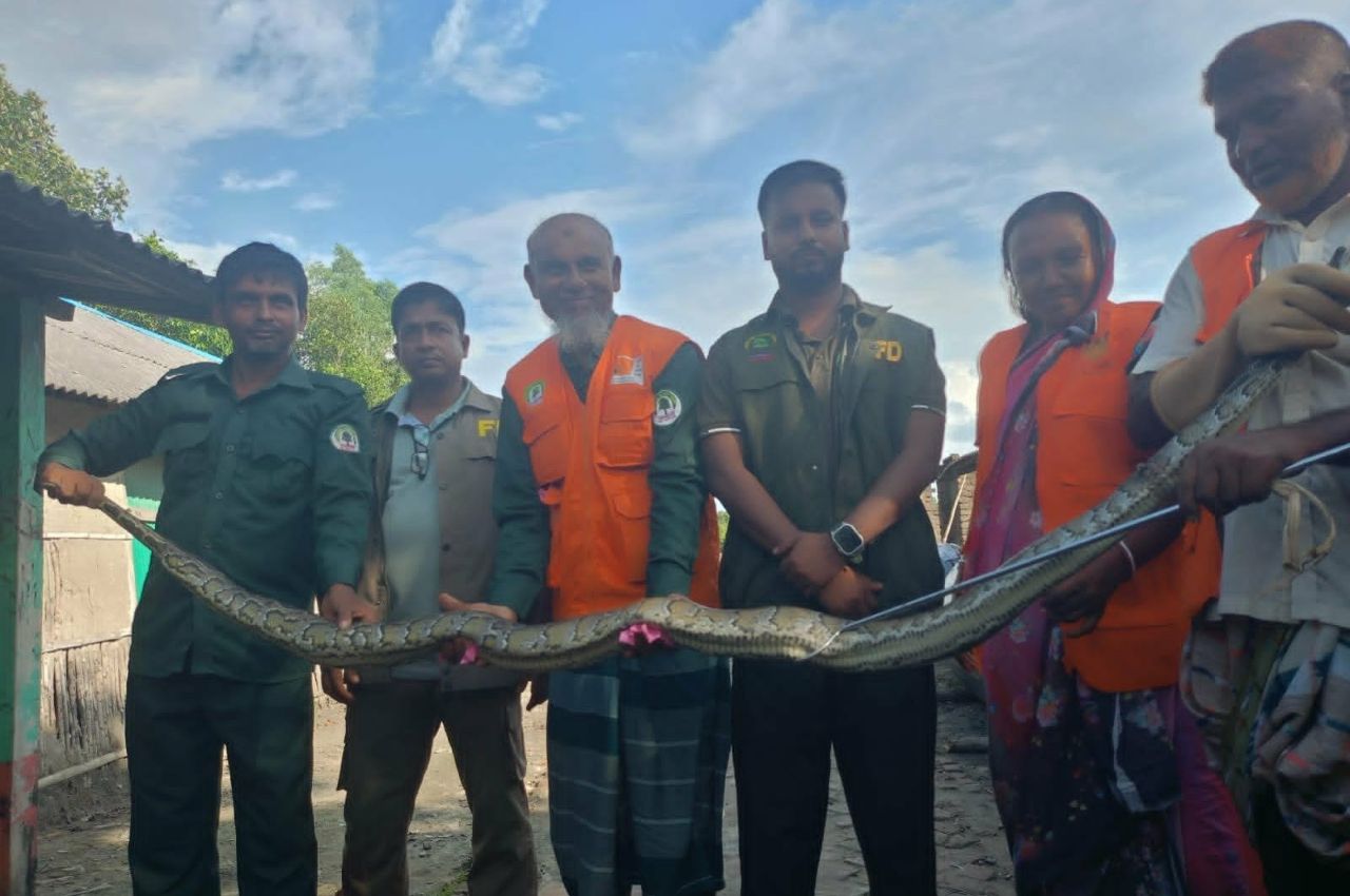 সুন্দরবনে ১০ ফুট লম্বা অজগর উদ্ধার, পুনরায় বনে অবমুক্ত
