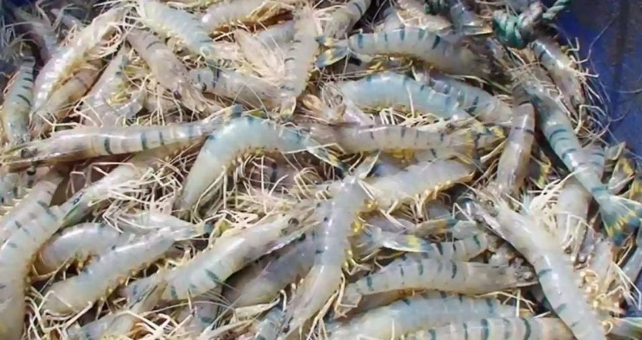 বিশেষ তহবিলে কি বাড়বে চিংড়ি রপ্তানি?
