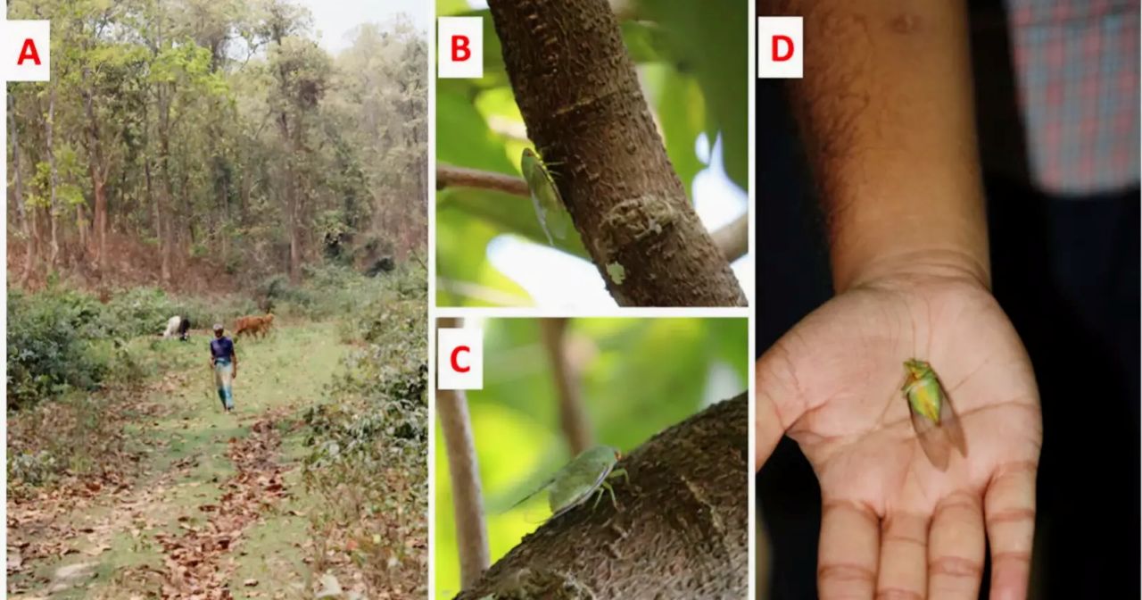বাংলাদেশে ঝিঁঝিঁ পোকার নতুন প্রজাতি শনাক্ত 


