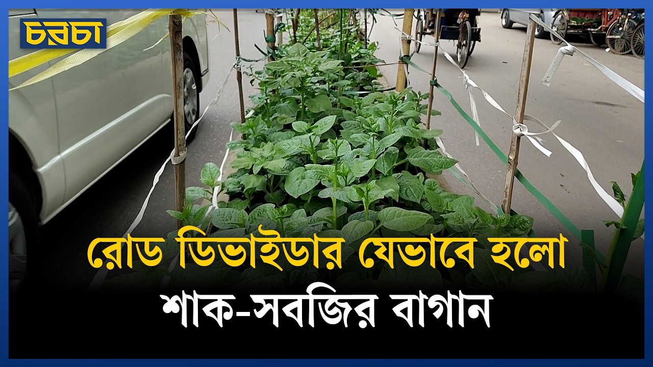রোড ডিভাইডার যেভাবে হলো শাক-সবজির বাগান