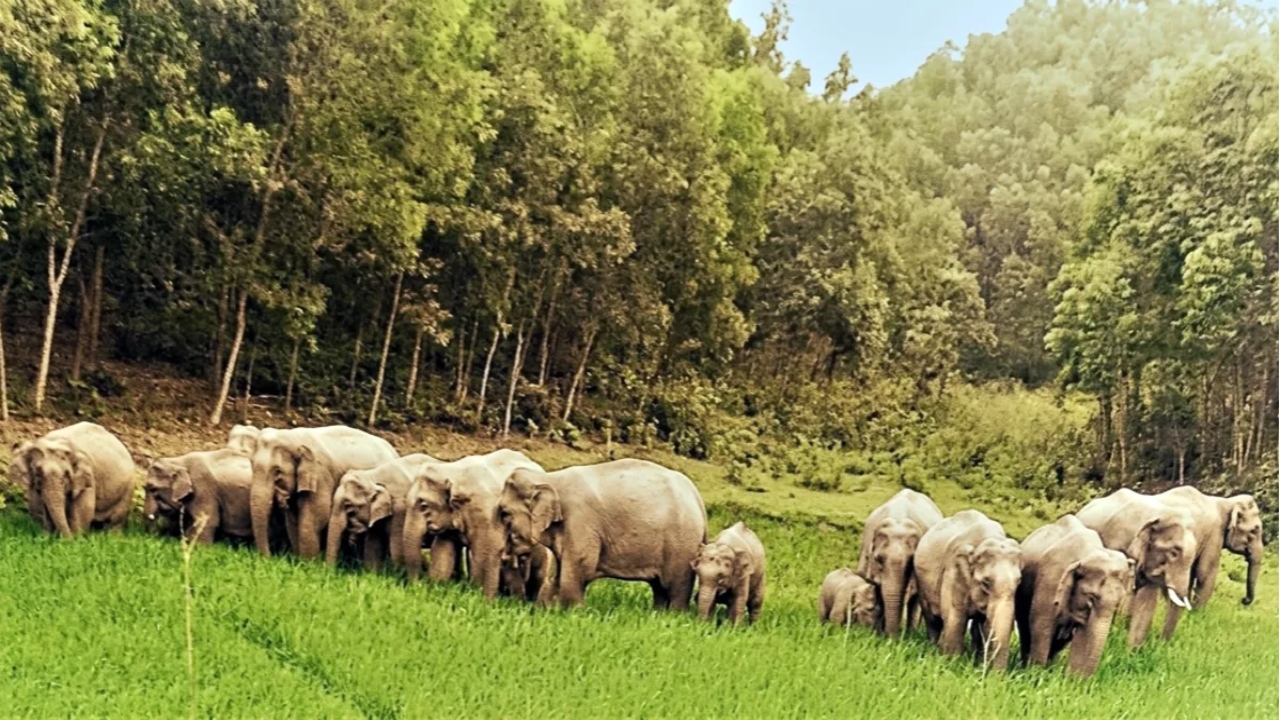 খাদ্য ও পানির সংকটে হাতি লোকালয়ে চলে আসছে। ছবি: ইউএনবি