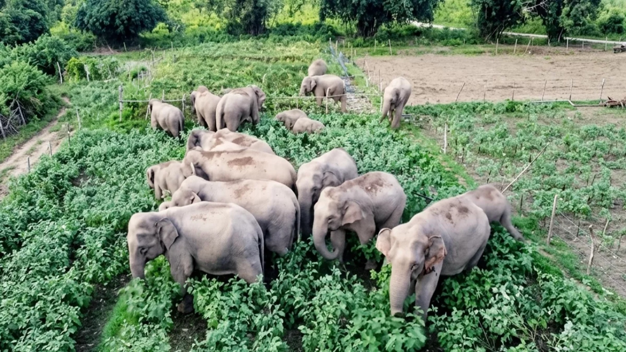 গারো পাহাড়ে মানুষের সাথে হাতির দ্বন্দ্ব বাড়ছে কেন