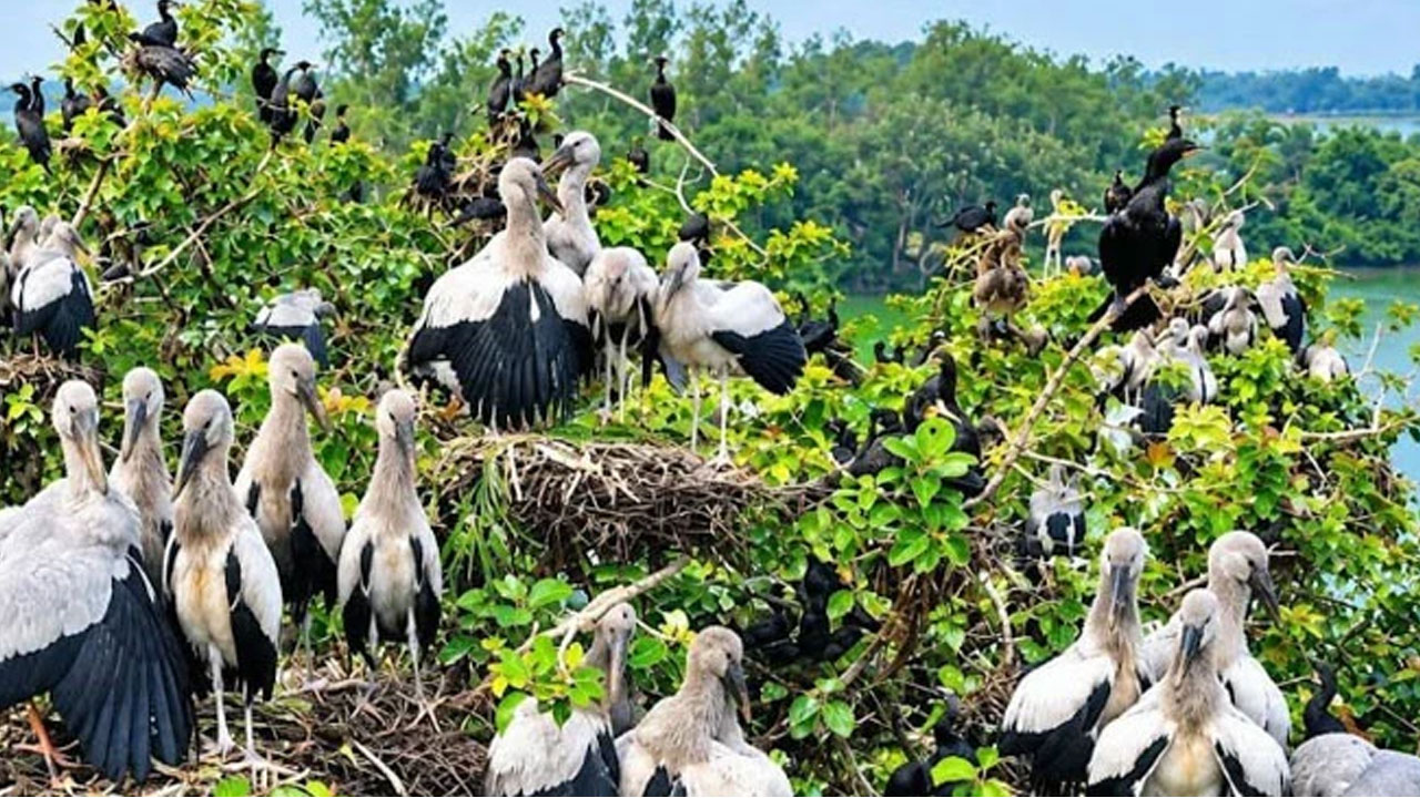 অতিথি পাখির আগমনে প্রাণচঞ্চল সিরাজগঞ্জের জলাভূমি
