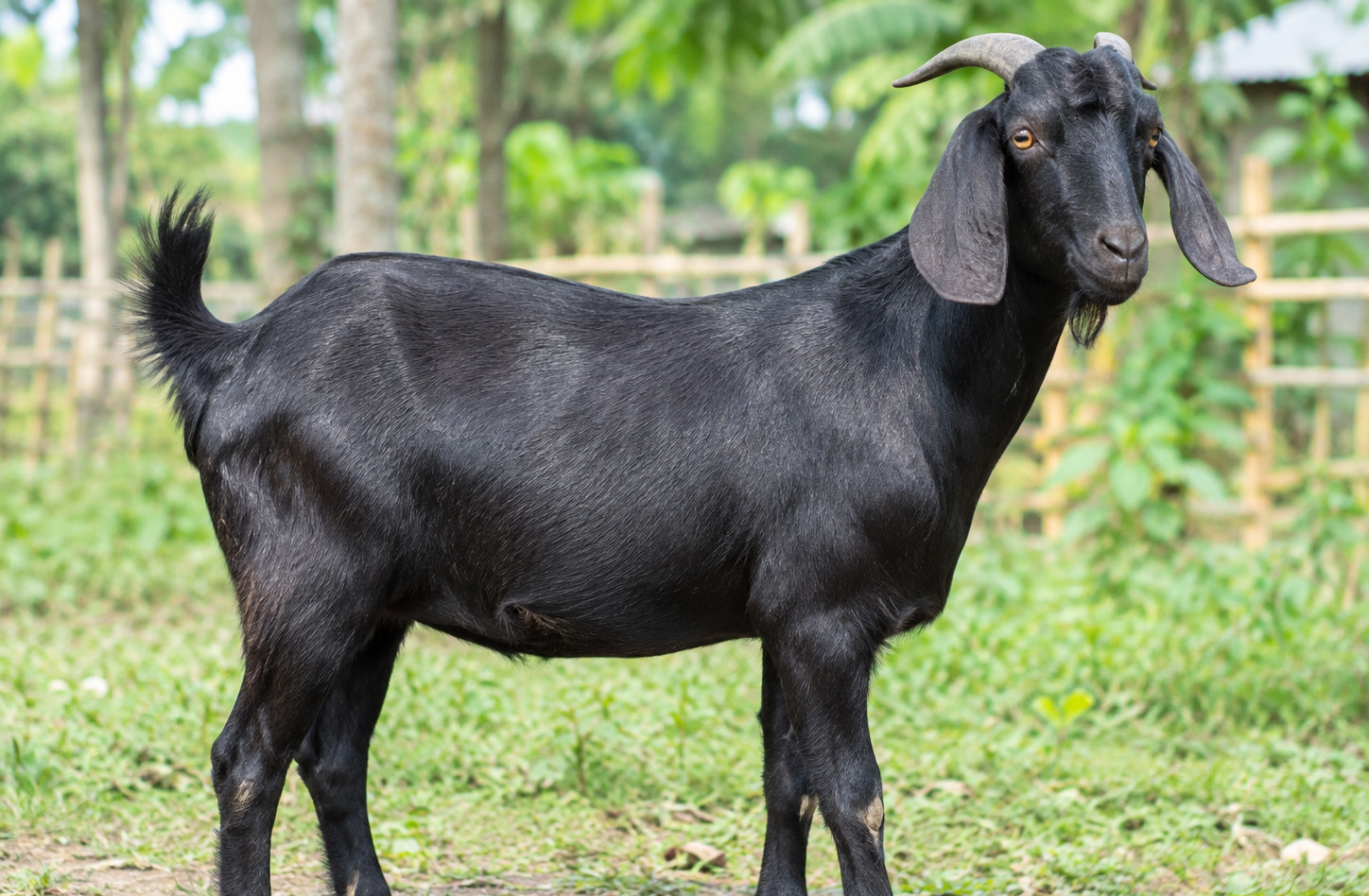 ছাগল নিয়ে শঠতা