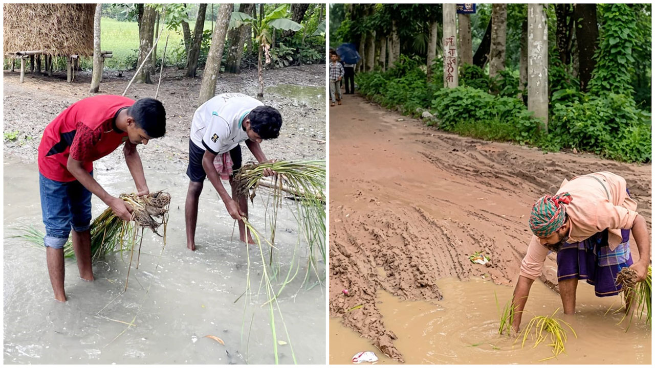 সড়কের বেহাল দশা: ধানের চারা রোপণ করে প্রতিবাদ