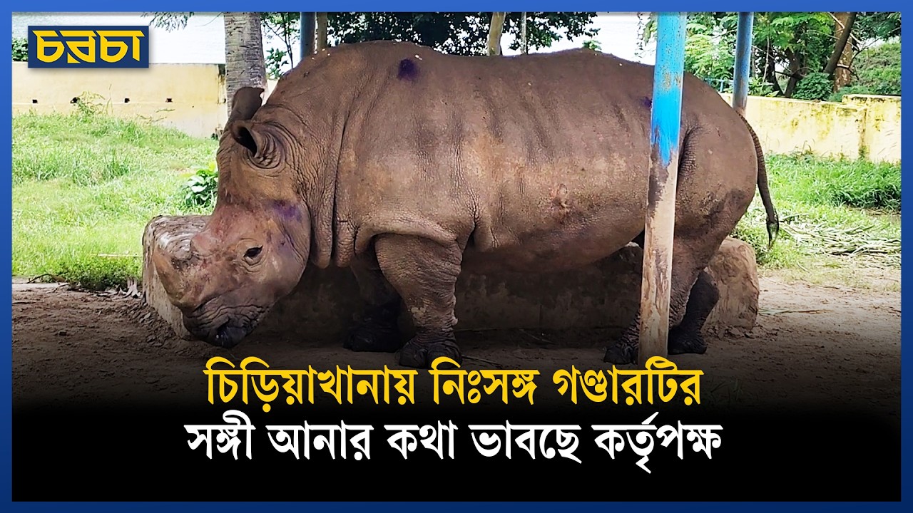 চিড়িয়াখানায় নিঃসঙ্গ গণ্ডারটির সঙ্গী আনার কথা ভাবছে কর্তৃপক্ষ