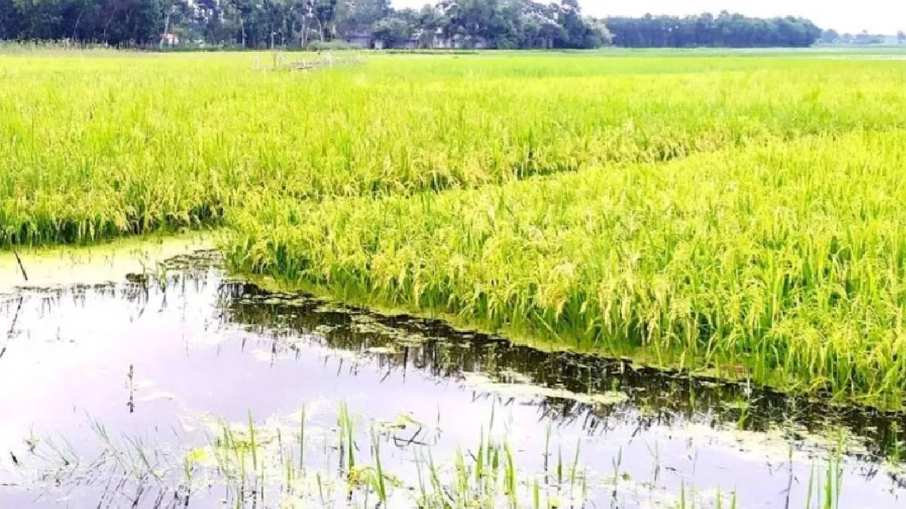 চলতি মৌসুমে বিভিন্ন চরের জমিতে আমন ধান পাকতে শুরু করেছে। ছবি: ইউএনবি