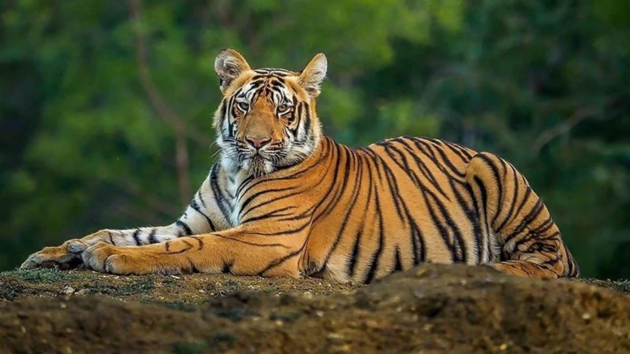 বাংলাদেশে বাঘ আছে মাত্র ১৮৯টি, জানালেন প্রাণিসম্পদ প্রতিমন্ত্রী