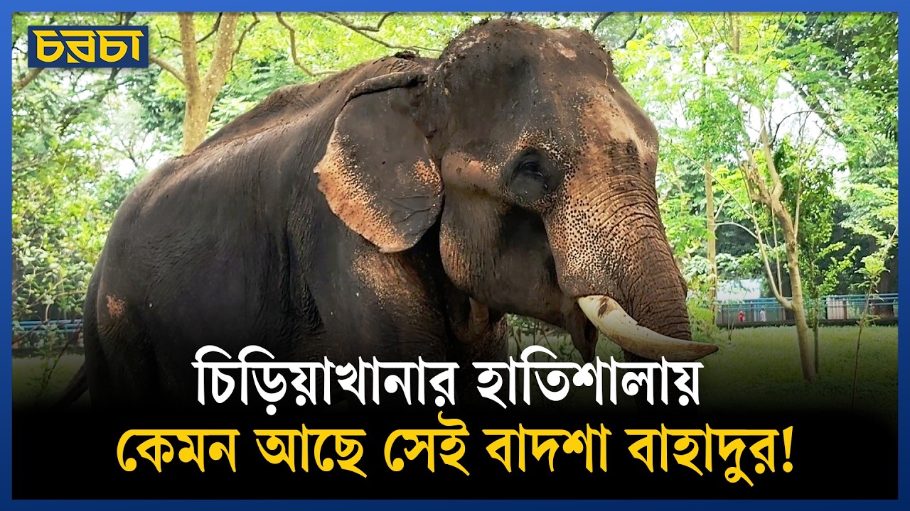 চিড়িয়াখানায় কেমন আছে বগুড়ার সার্কাস দলের সেই অসুস্থ হাতি ‘বাদশা বাহাদুর’