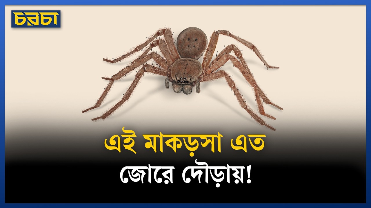 দুনিয়ার সবচেয়ে দ্রুতগতির মাকড়সা কোনটা?