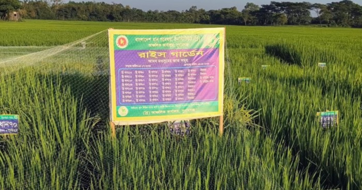 এক মাঠে ৫২ জাতের ধানের প্রদর্শনী