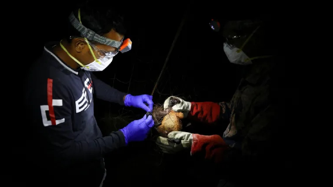 বাংলাদেশে নিপাহ ভাইরাসে মৃত্যুর কথা জানাল বিশ্ব স্বাস্থ্য সংস্থা