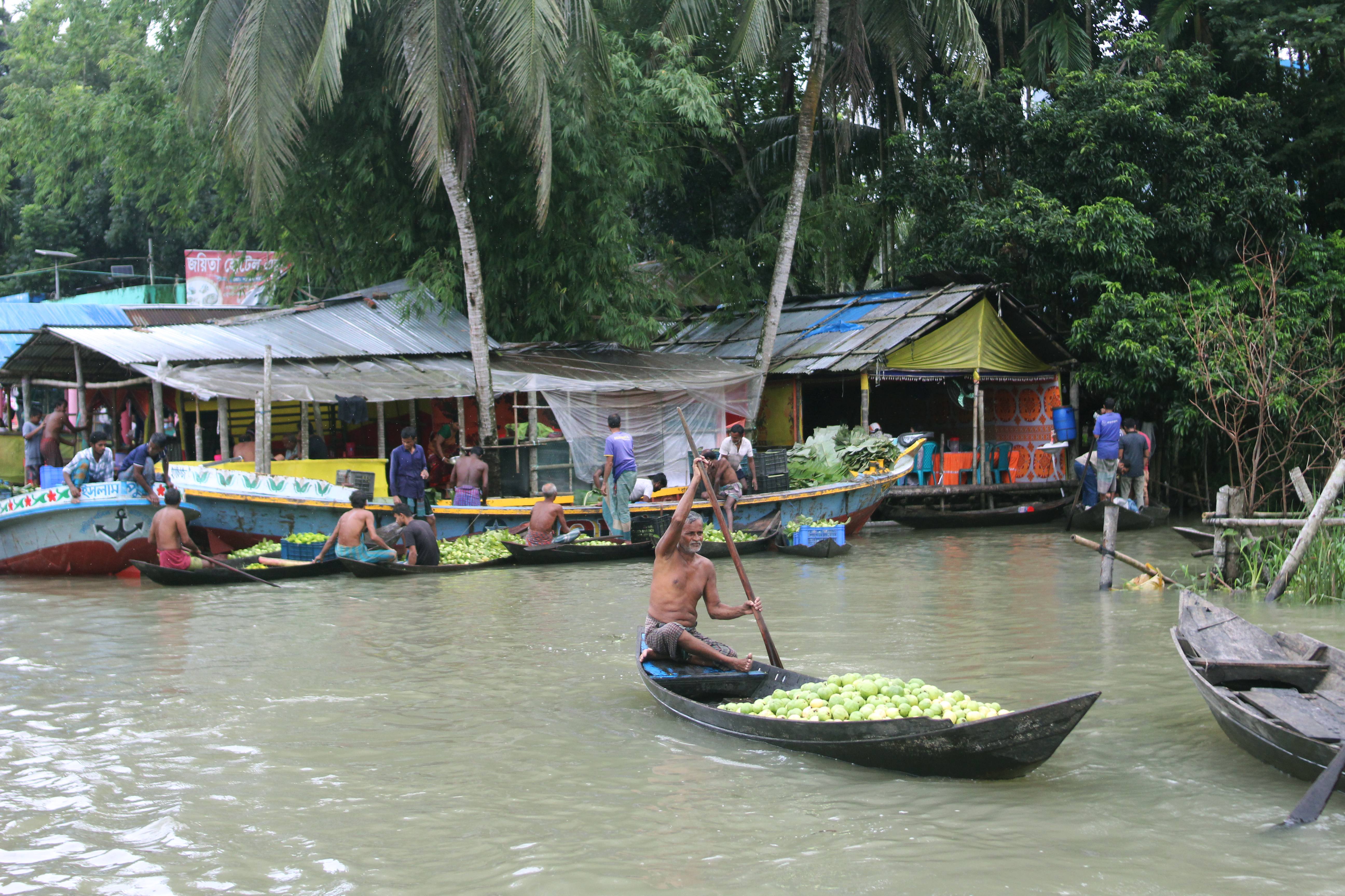 দক্ষিণ এশিয়ায় পেয়ারা চাষে জলবায়ু পরিবর্তনের কালো ছায়া