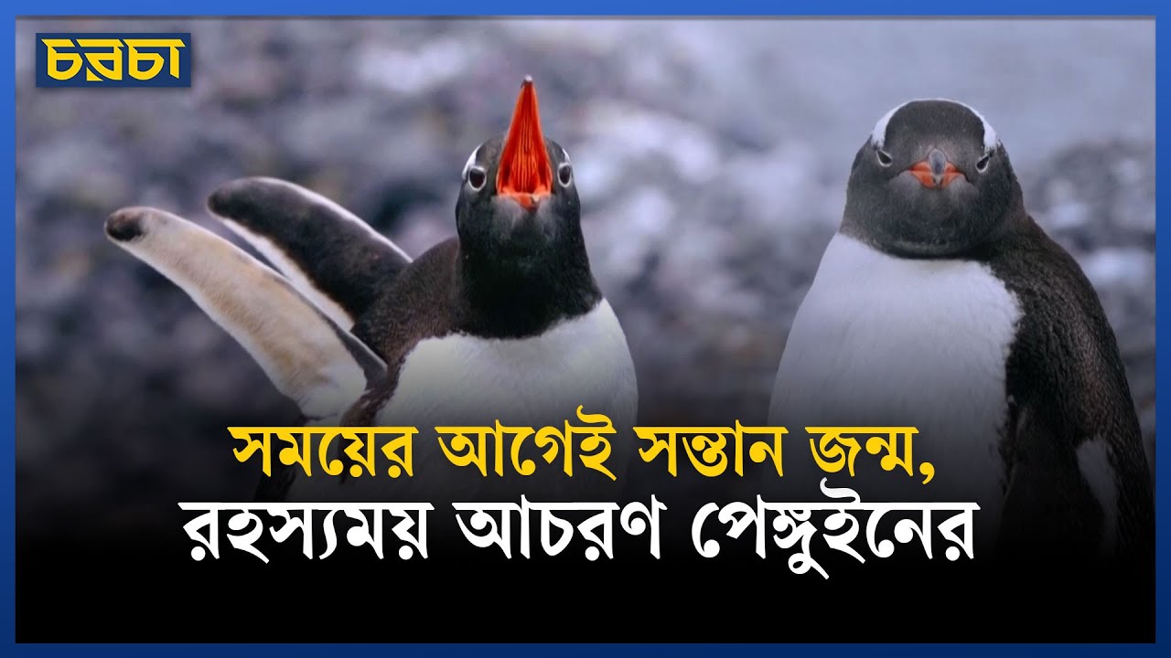 টিকে থাকতে নতুন কৌশল পেঙ্গুইনের
