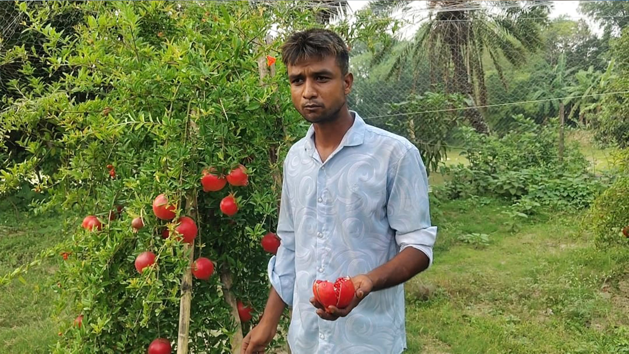 সুপার ভাগোয়া আনার চাষে সফলতার মুখ দেখেছেন রাজশাহীর শুভ