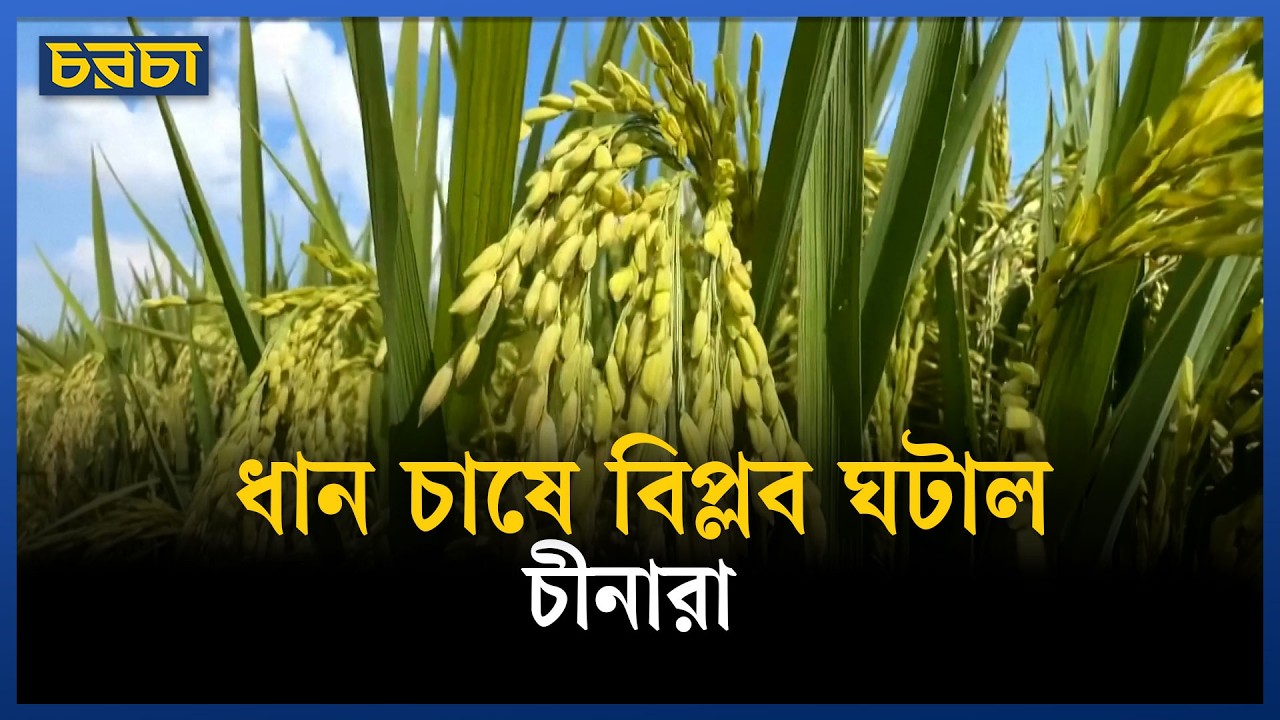 এক ধানগাছ থেকেই ফসল আসবে ৪ বার!