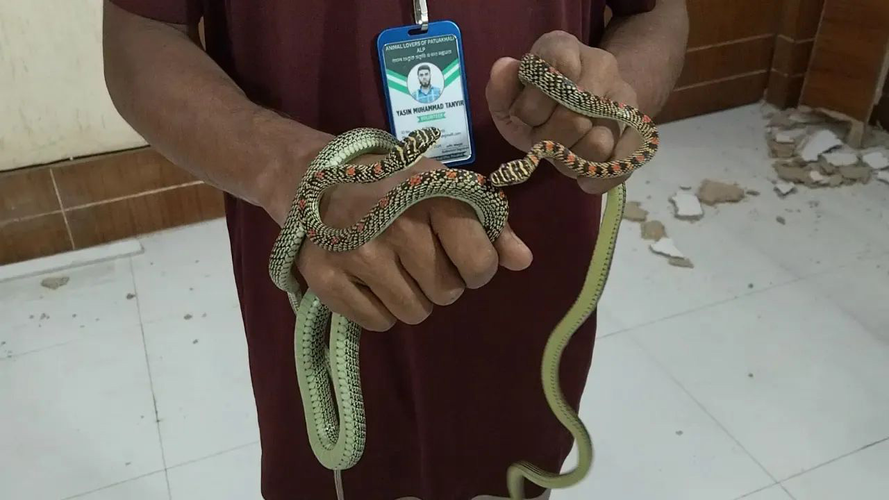 বরিশালে ডিআইজির কক্ষে দুই সাপ, ‘কালনাগিনী’ দাবি