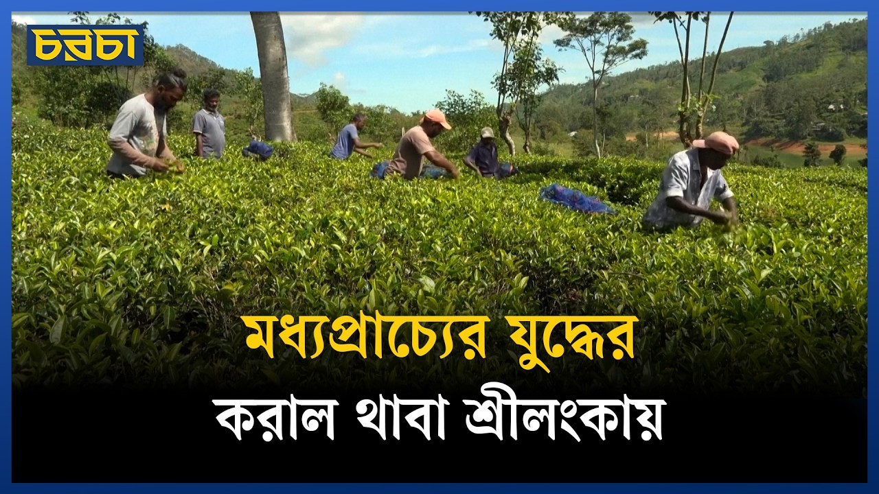 যেভাবে ইরান যুদ্ধের বলি হচ্ছে শ্রীলংকার চা শ্রমিকেরা