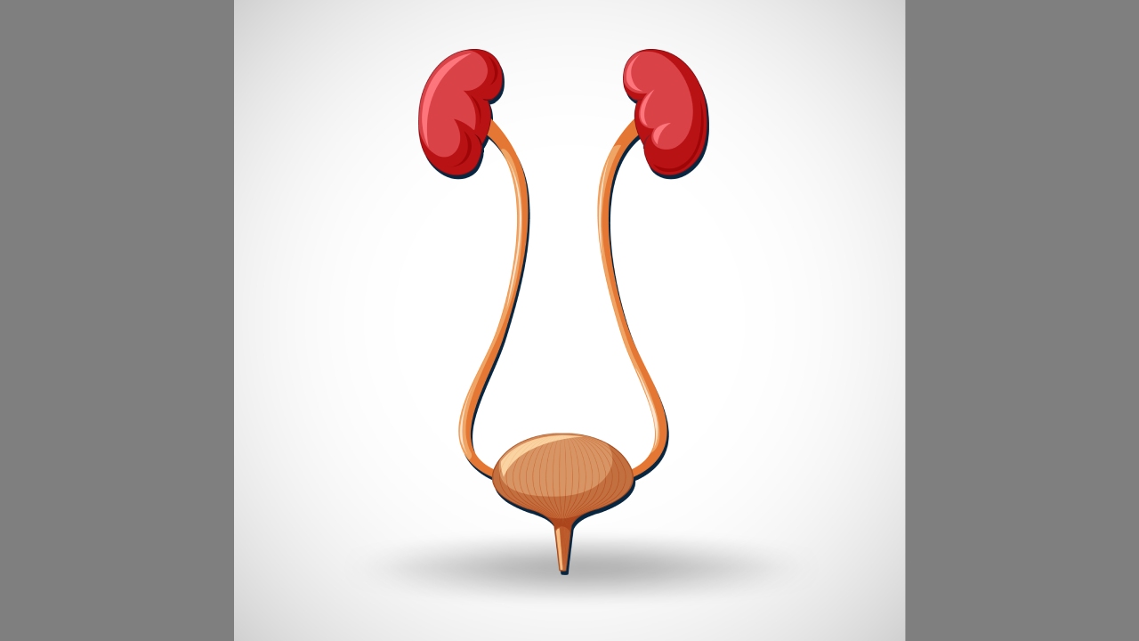 মূত্রনালীতে পাথর কেন হয়?