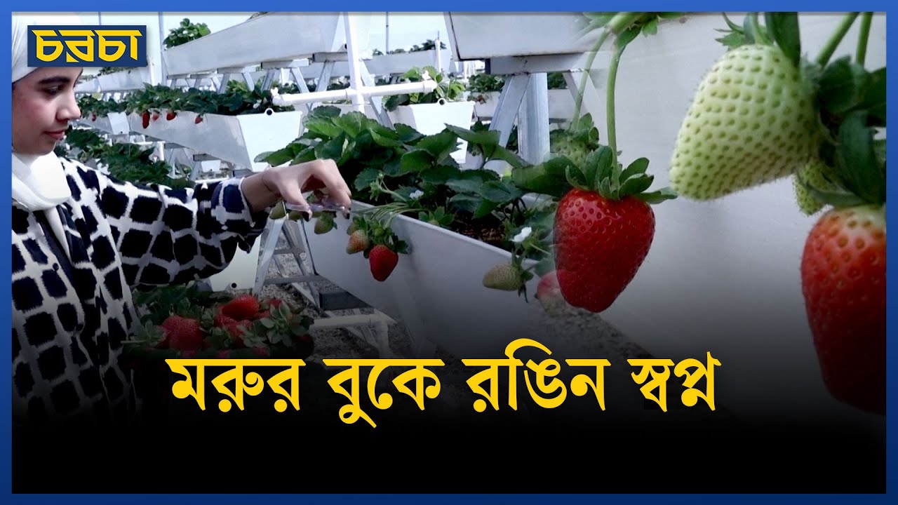ওমানে তপ্ত রোদে ‘লাল সোনা’ ফলাচ্ছে ফিলিস্তিনিরা