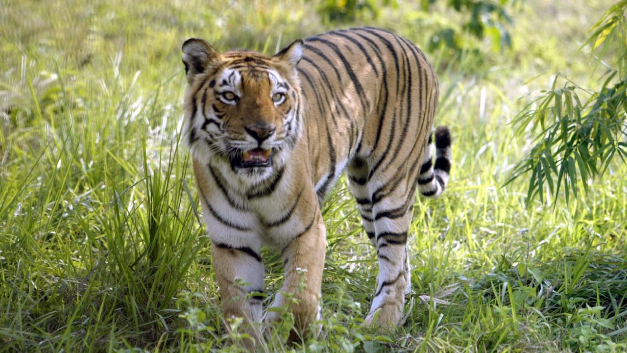 থাইল্যান্ডের পার্কে ভাইরাসে ৭২ বাঘের মৃত্যু