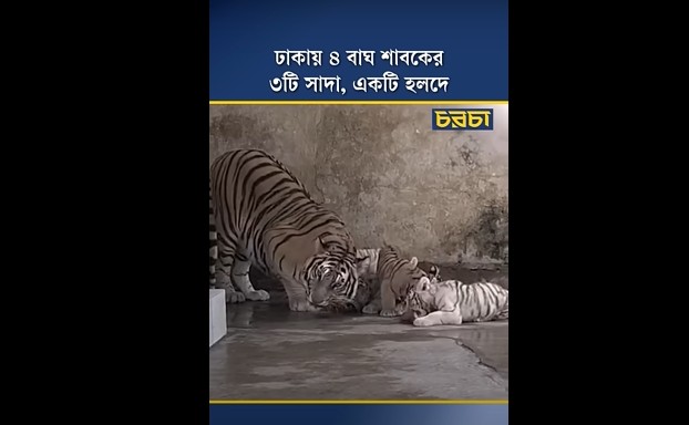 ঢাকায় ৪ বাঘ শাবকের ৩টি সাদা, একটি হলদে