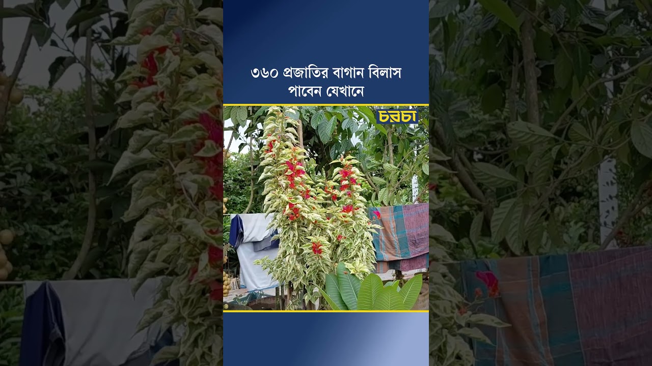 ৩৬০ প্রজাতির বাগান বিলাস পাবেন যেখানে