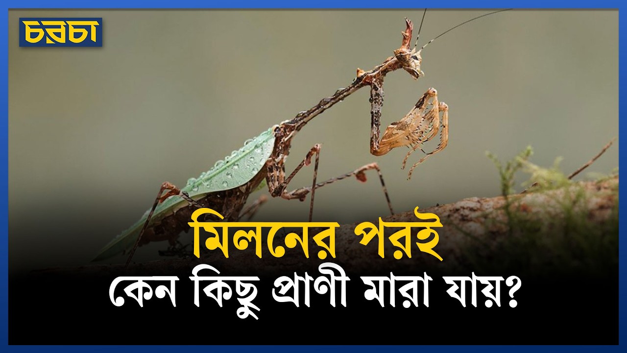 কিছু প্রাণী প্রজননের মূল্য দেয় জীবন দিয়ে